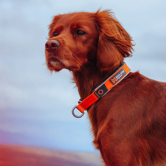 Non-Stop dogwear Cruise Collar Orange XL 48-55cm
