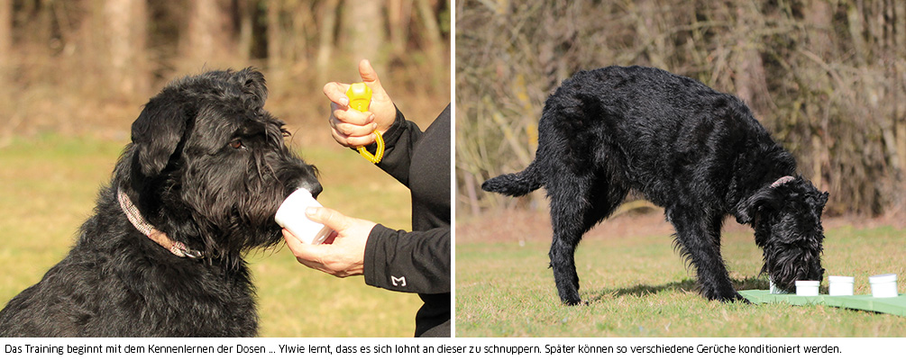 Riesenschnauzer beim Sniffeln