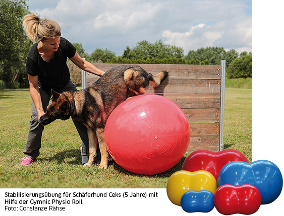 Schäferhund auf Gymnic Rolls