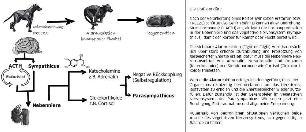 Vom Reiz zur Belastung