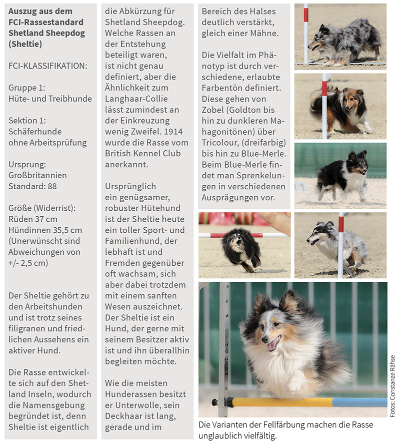 Auszug aus dem Rassestandard der Shelties