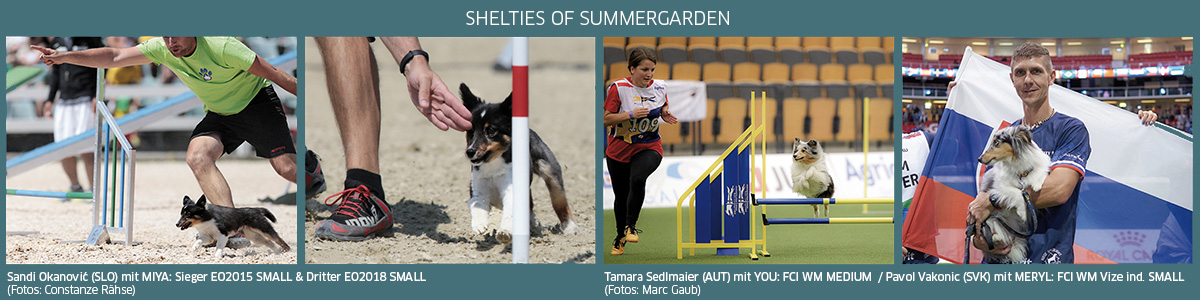 erfolgreiche Shelties of Summergarden