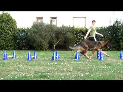 Cavaletti Steckhürden Set für Hunde